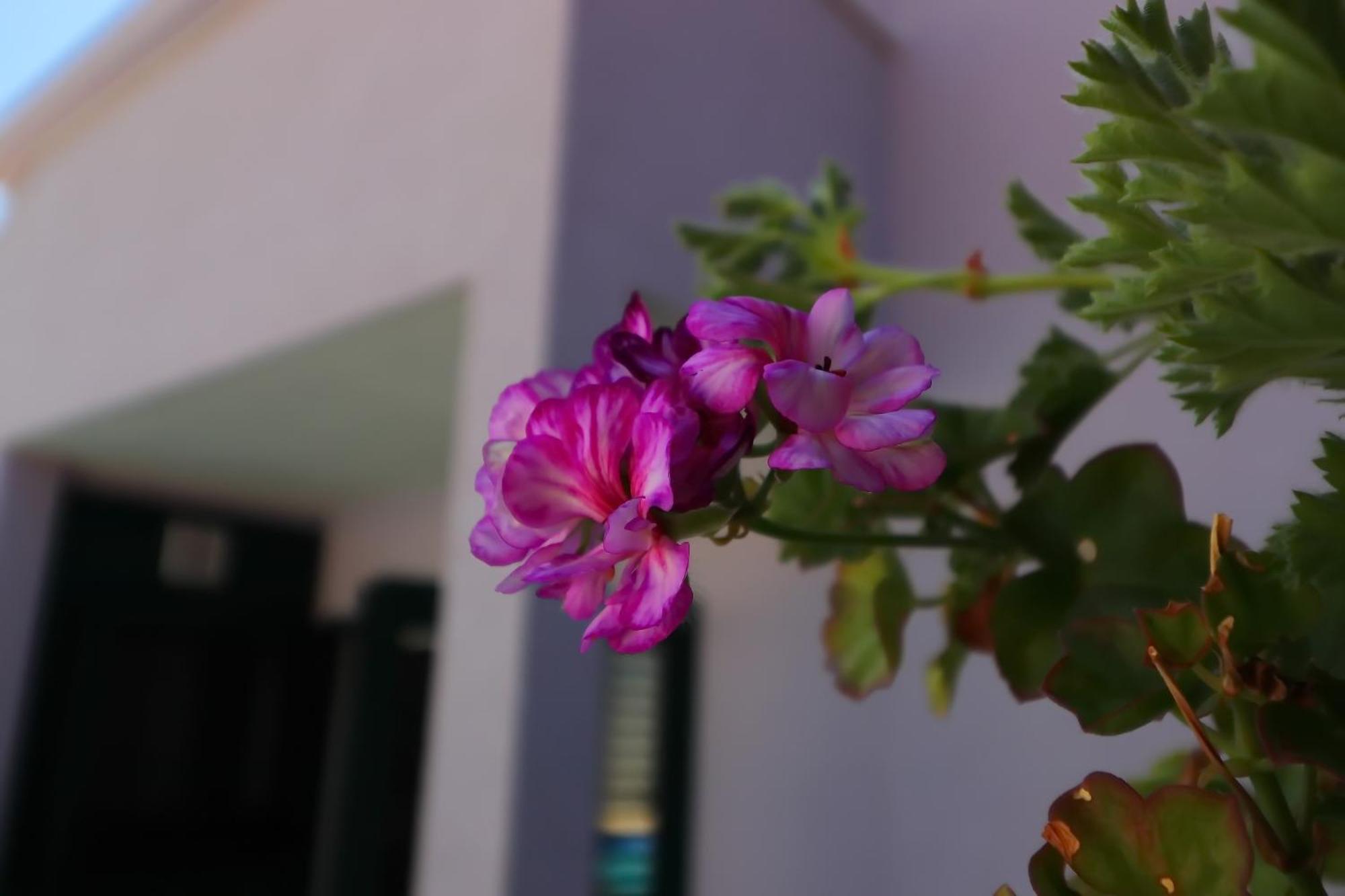 Villa Lavanda Korcula Zavalatica Eksteriør bilde